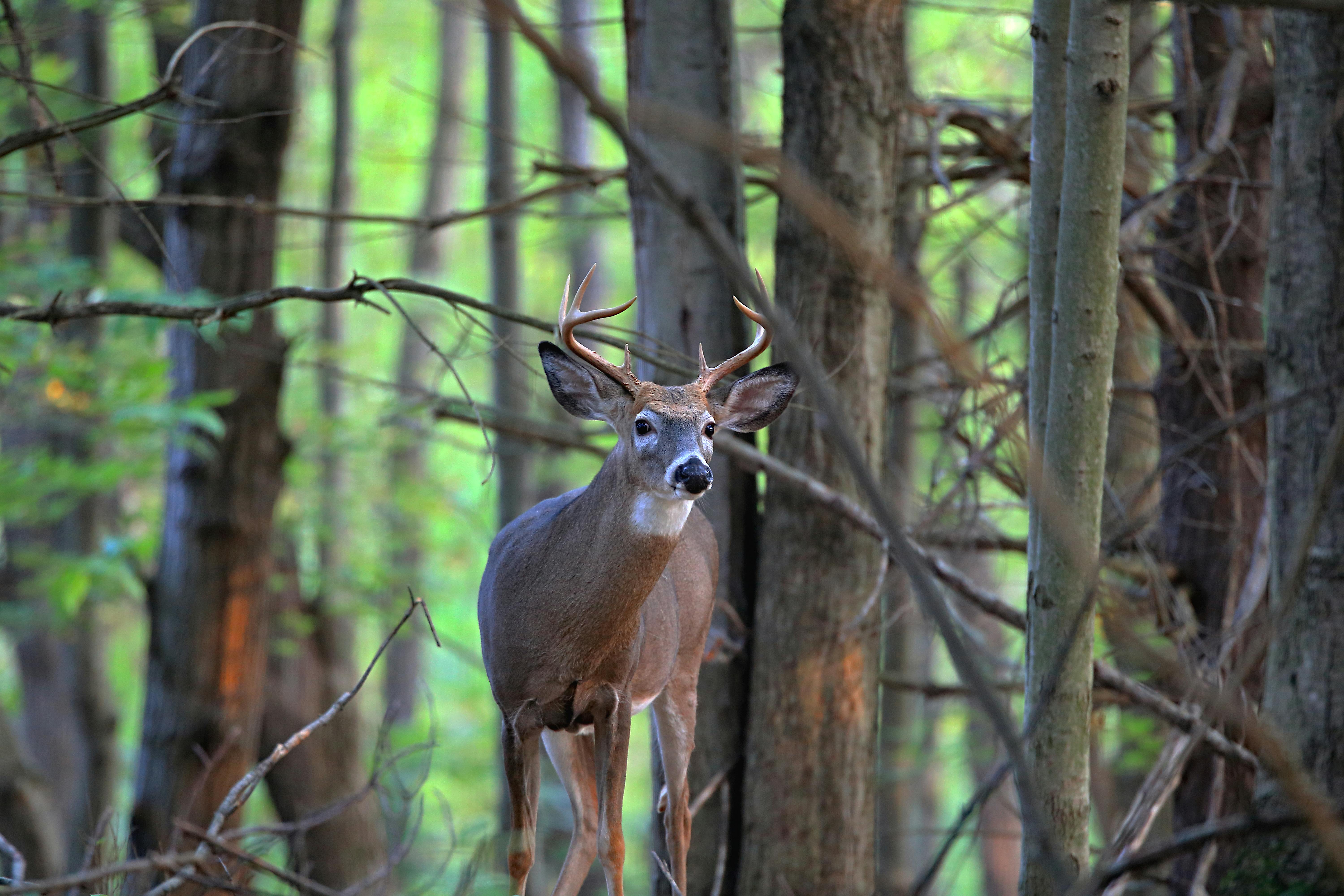 White-Tailed Deer