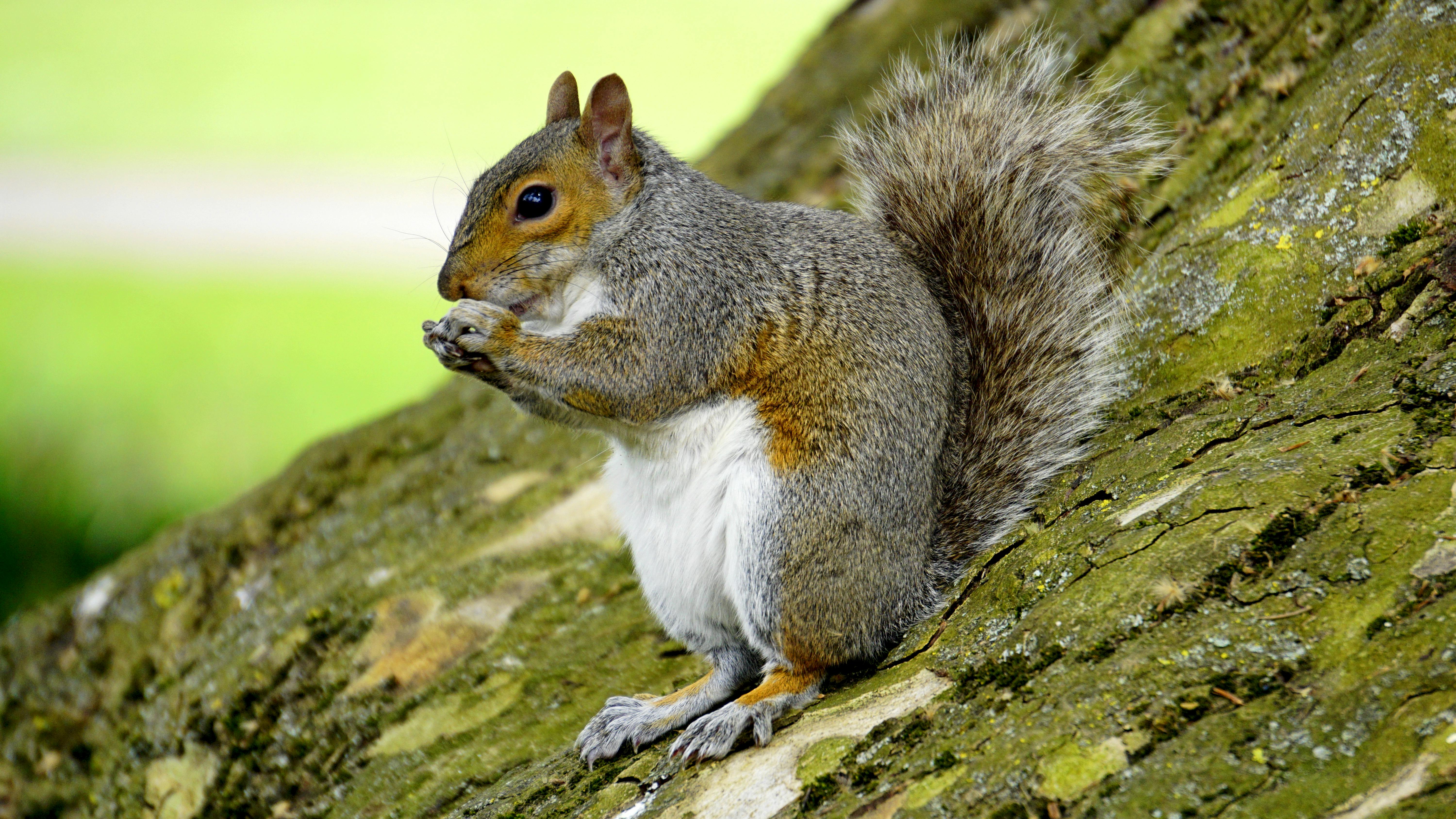 Eastern Gray Squirrel
