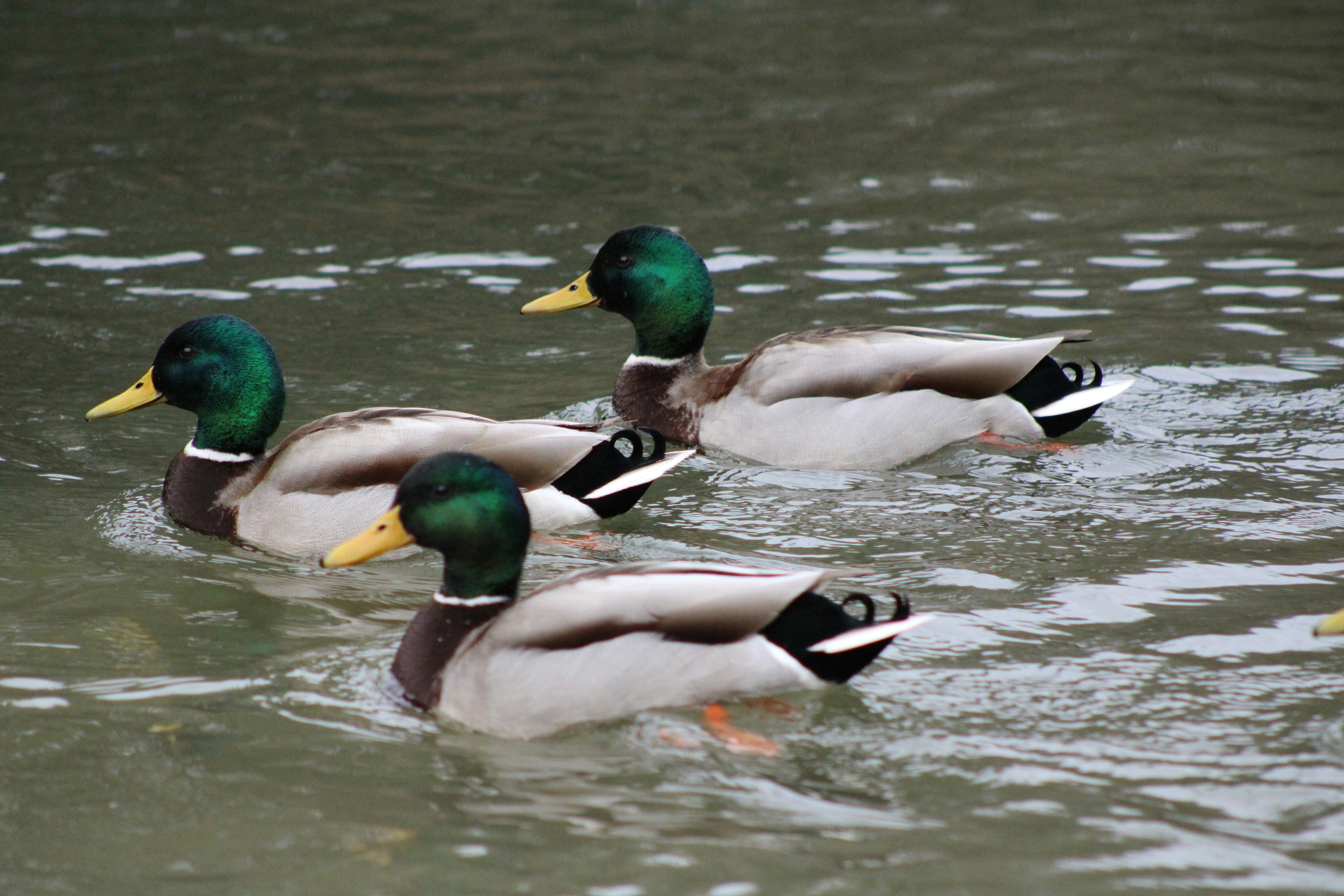 Mallard Ducks