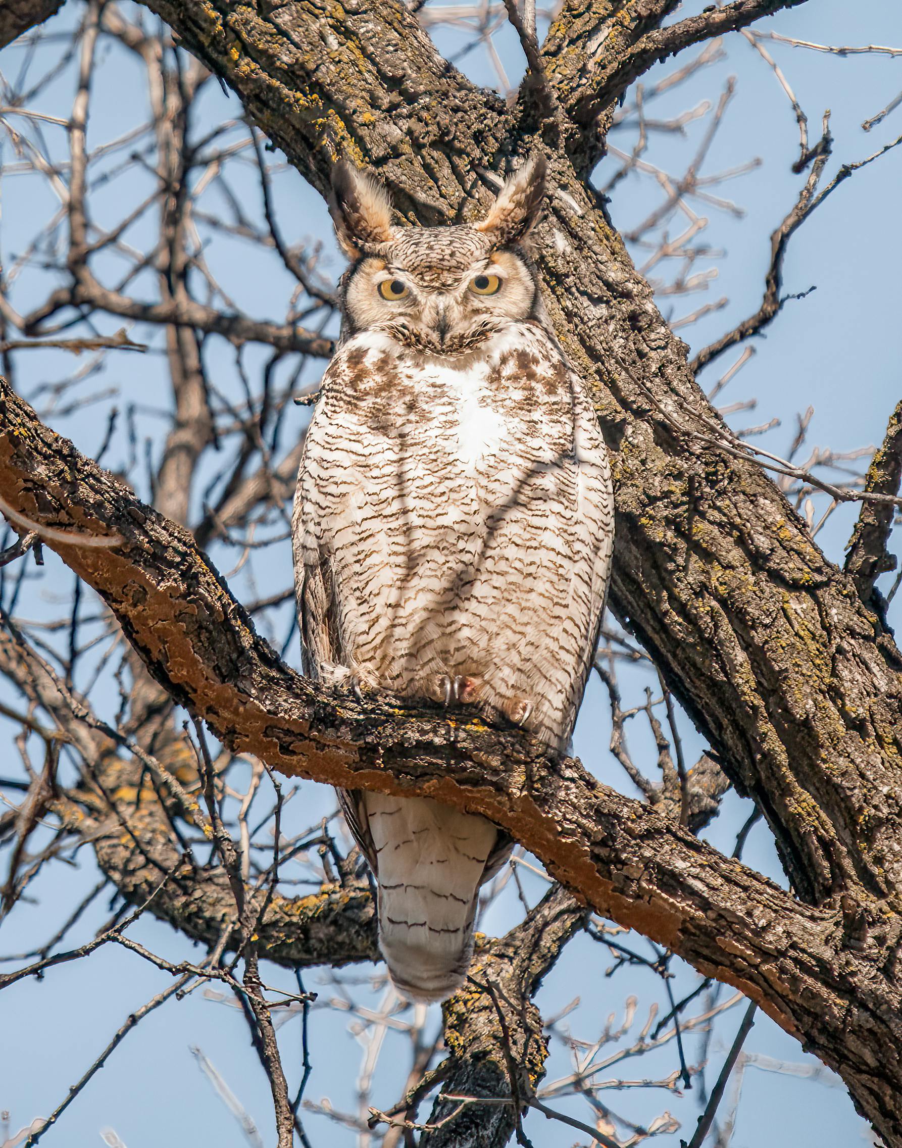 Great Horned Owl
